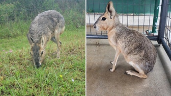 Deputies rescue exotic rodent along Texas highway, return to owner