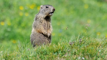 Mongolian couple die of bubonic plague after eating marmot, triggering quarantine