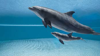 Dolphin pushes dead calf's body through Florida waters in heartbreaking video