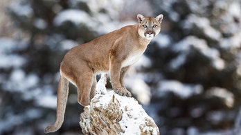 Wisconsin declines to charge bow hunter who killed cougar in self-defense
