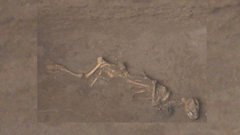 Dogs sacrificed by Shang Dynasty were just pups. Some were even buried alive.