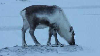 Reindeer are eating seaweed to survive climate change, scientists say