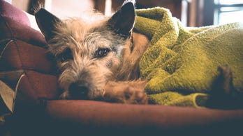 Dog walker caught naked in client's home: 'It got hot'