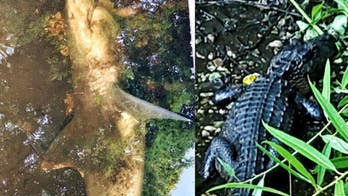 Shark, alligator found in same Florida creek: ‘Never a dull moment’