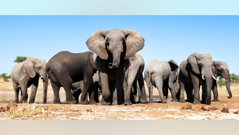 Botswana lifts ban on elephant hunting. Conservationists are appalled.