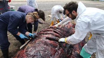 WARNING GRAPHIC IMAGES: Plastic waste appears to have killed another whale
