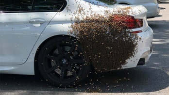 Swarm of bees discovered on car in Virginia, prompting response from fire officials