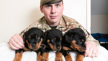 Soldier’s pet Rottweiler gives birth to 16 puppies, ties record