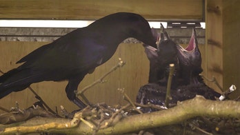 Tower of London welcomes new ravens, ensuring the kingdom won’t crumble