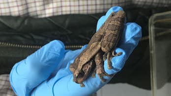 Costa Rica tree frog found in a box of bananas at grocery store