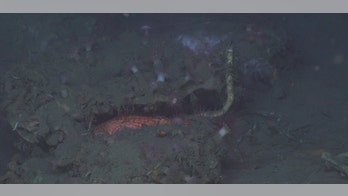 Bizarre deep-sea tubeworms discovered off North Carolina: Popped out 'like a jack in the box'
