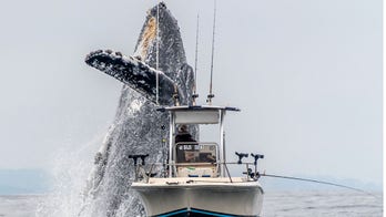 Stunning images reveal whale narrowly missing boat during breach