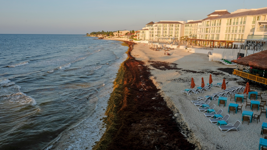 Mexico's prized beaches threatened by smelly algae invasion