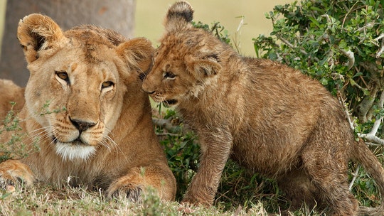 4-year-old’s scalp torn off by lion in South Africa after girl got too close to cub: reports