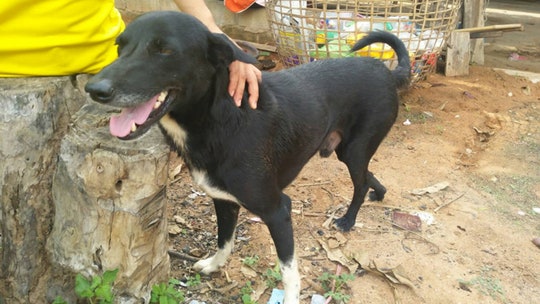 Hero dog saves life of newborn after teen mom buries boy alive in Thailand