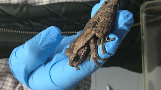 Costa Rica tree frog found in a box of bananas at grocery store