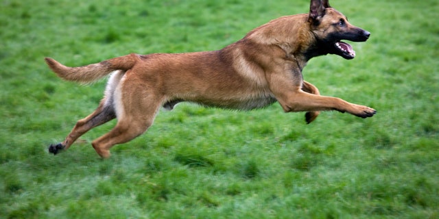 Belgian / Malinois shepherd dog (Canis lupus familiaris) running in a field, Belgium. It's one of the dogs that was in the yard when Ryan Hazel, 14, died of a dog attack. (Photo by: Arterra / UIG via Getty Images)