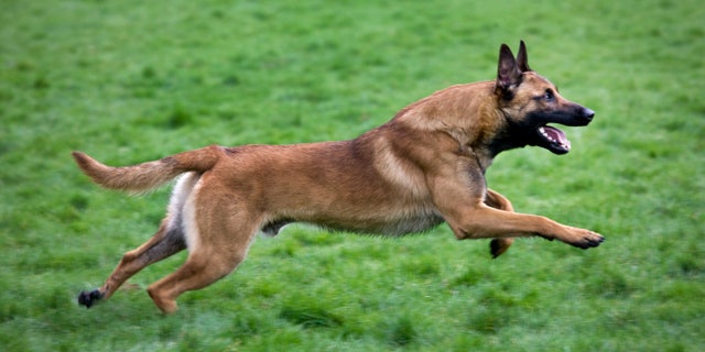 Belgian Shepherd Dog / Malinois (Canis lupus familiaris) running in field, Belgium. This is one of the dogs that was in the yard when 14-year-old Ryan Hazel died from an apparent dog attack. (Photo by: Arterra/UIG via Getty Images)