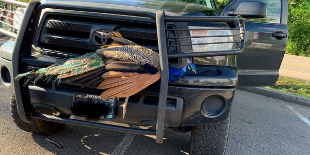 An Oregon woman said she hit a peacock while driving 50 mph on Highway 224.