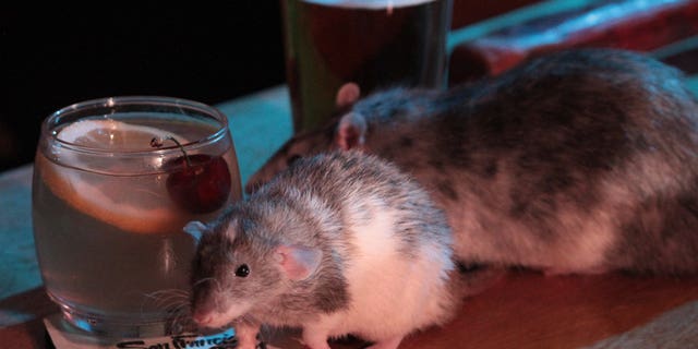 After the history lesson, guests are shuffled off to the Rat Bar where they are able to touch and hold live rodents provided by the Ratical Rodent Rescue for 30 minutes.