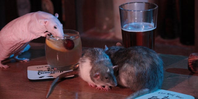 The tourist hot spot known for its interactive tours through history, featuring live actors and thrilling special effects, is opening its Rat Bar as the “next iteration of what the Department of Public Health” will allow, according to a press release.