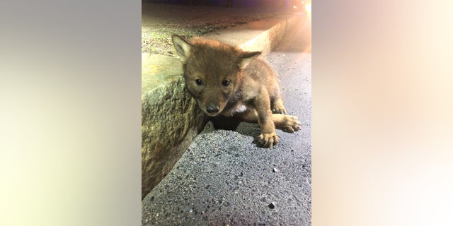 Trooper Carlo Mastromattei discovered a coyote pup when he responded to a call about a wounded dog earlier this month.