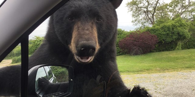 A black bear tried entering a woman's car in Rhode Island on Tuesday, animal control officials said.