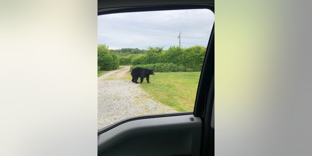 Wildlife experts urge anyone who comes in contact with a black bear to remain calm and "secure yourself as quickly as possible."