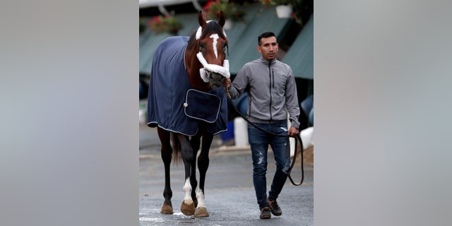 Maximum Security, the horse disqualified from the Kentucky Derby horse race, is led to a grooming station after being hot walked by Edelberto Rivas after the horse's arrival at its home barn at Monmouth Park Racetrack, Tuesday, May 7, 2019, in Oceanport, N.J. (AP Photo/Julio Cortez)