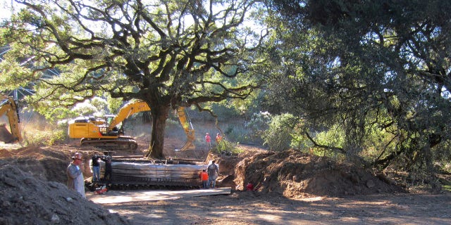 This photo shows the 180-year-old heritage oak tree being excavated from an easement property in Sonoma, Calif.  