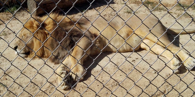 In this Sept. 30, 2017 photo made available by Erik Sommer, the lion Matthai relaxes inside his enclosure at the Conservators Center in Burlington, NC. Matthai escaped from his enclosure in December 2018, and fatally mauled a 22-year-old Conservators Center intern before he was shot eight times and died. Now the intern's family is supporting legislation in North Carolina that would tighten restrictions on ownership of large carnivorous animals. (Erik Sommers via AP)