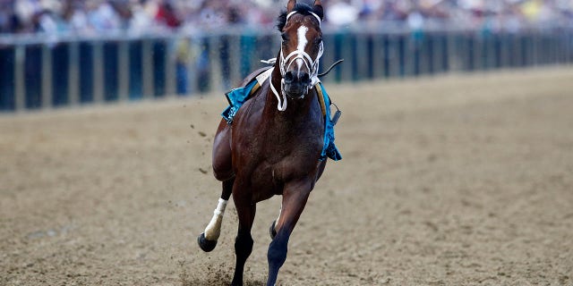 Bodexpress runs in the 144th Preakness Stakes horse race without John Velazquez at Pimlico race course, Saturday, May 18, 2019, in Baltimore. War of Will, ridden by Tyler Gaffalione won. (Associated Press)