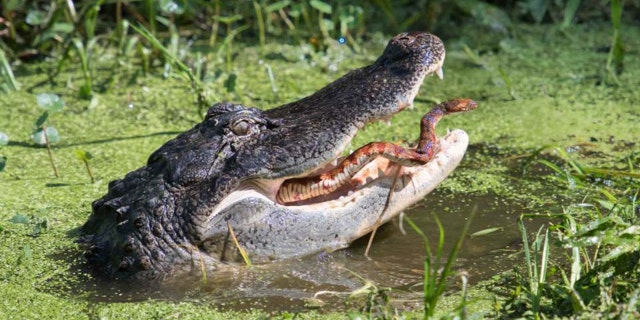 Jesse and Linda Waring, who run BirdWalk Photography, were walking around the Circle B Bar Reserve in Lakeland, Fla., over the weekend when Jesse saw an alligator with a snake in its mouth.