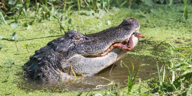 Within about 10 minutes, the gator had won, Linda told News 6. "In the end, the snake finally lost the battle when the jaws of the gator made a direct hit down the length of his body. It was a hard fought battle," she said.