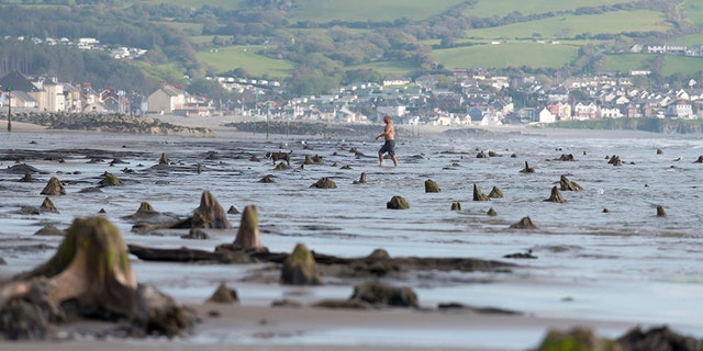 BORTH, WALES - MAY 24: A general view of petrified ancient trees on May 24, 2019 in Borth, Wales. A prehistoric forest which was buried under water and sand more than 4,500 years ago has been uncovered on the beach between Ynys-las and Borth in mid-Wales. The forest has become associated with the myth of a sunken civilization, known as Cantrer Gwaelod, or or the Sunken Hundred, and devotees believe the area was a once-fertile land and township stretching for 20 miles. The remains of the forest's trees, preserved in the local peat, have been exposed by low tides and high winds from the recent Storm Hannah. (Photo by Matthew Horwood/Getty Images)