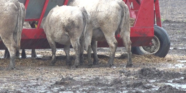 Cattle on Ethan Vorhes Farm