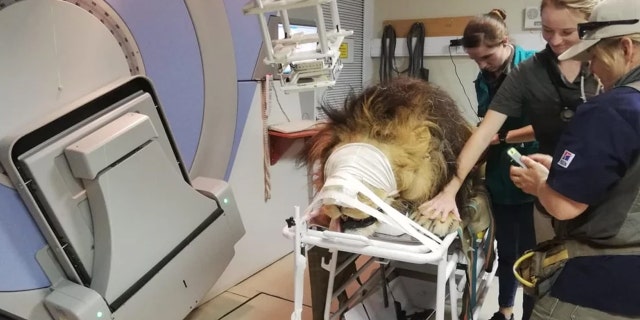 The lion will reportedly undergo a total of four radiation treatments at the hospital.