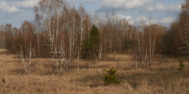 File photo: Part of the Red Forest, which was formerly known as the Wormwood Forest.