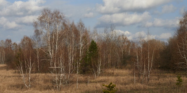 File photo: Part of the Red Forest, which was formerly known as the Wormwood Forest.