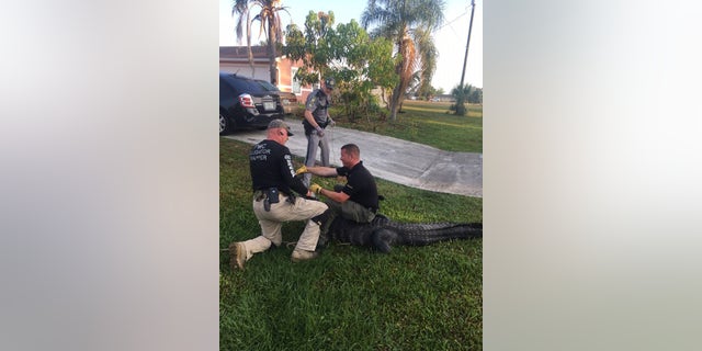 Officials from the Collier County Sheriff's Office had to be called in to wrangle a 9-foot alligator who was discovered near a children's school bus stop in Florida on Thursday morning.
