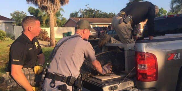 In a video of the capture, also posted on social media by the sheriff’s office, the gator can be heard hissing at the wranglers with its mouth wide open. However, the sheriff's office said no one was injured during the incident.
