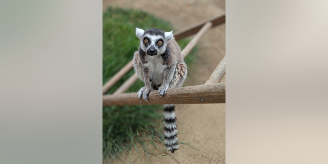 This undated photo provided by the Santa Ana Zoo shows a ring-tailed lemur at the Santa Ana Zoo in Santa Ana, Calif. (Santa Ana Zoo via AP)