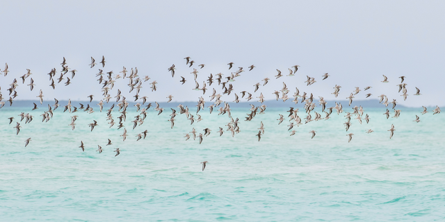 This 2016 photo provided by Audubon shows a flock of Piping Plover and other shorebirds as they fly over the ocean in the Berry Islands, Bahamas. (Camilla Cerea/Audubon via AP)