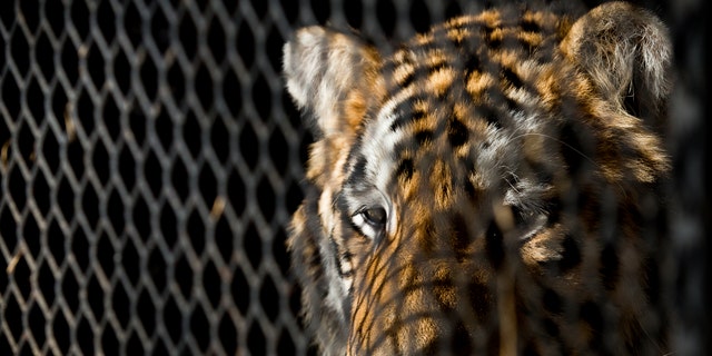 FILE - In this Feb. 12, 2019, file photo, a tiger that was found in a Southeast Houston residence awaits transport to a rescue facility at the BARC Animal Shelter and Adoptions building in Houston. The ex-owner of a tiger rescued from a filthy cage in an abandoned house in Houston has been charged with animal cruelty. Houston police, Wednesday, May 15, 2019, arrested 24-year-old Brittany Garza on the misdemeanor count involving a non-livestock animal. (Godofredo A. Vasquez/Houston Chronicle via AP, File)
