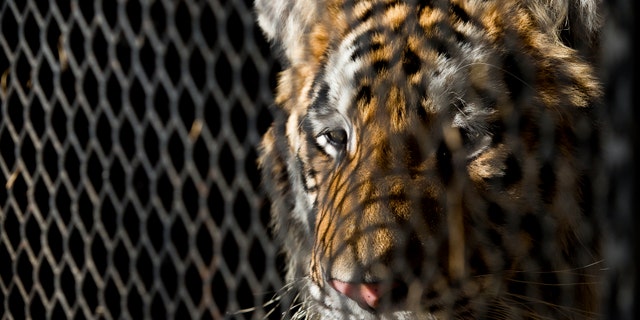 FILE - In this Feb. 12, 2019, file photo, a tiger that was found in a Southeast Houston residence awaits transport to a rescue facility at the BARC Animal Shelter and Adoptions building in Houston. The ex-owner of a tiger rescued from a filthy cage in an abandoned house in Houston has been charged with animal cruelty. Houston police, Wednesday, May 15, 2019, arrested 24-year-old Brittany Garza on the misdemeanor count involving a non-livestock animal. (Godofredo A. Vasquez/Houston Chronicle via AP, File)
