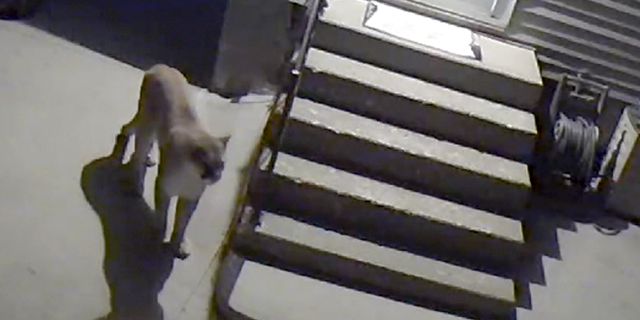 In this undated image from video provided by the Des Moines Police Department a mountain lion is seen near downtown Des Moines. Iowa wildlife officials have confirmed the sighting of the mountain lion near downtown Des Moines. Police said Thursday morning, May 9, 2019, that they're poring over video from the area near Interstate 235 and 31st Street. Police say they're working with the Iowa Natural Resources Department, the Animal Rescue League and Blank Park Zoo to safely resolve the situation. (Des Moines Police Department via AP)