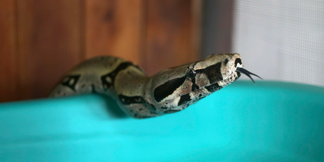 FILE - A boa constrictor is seen at a museum, Jan. 15, 2016.
