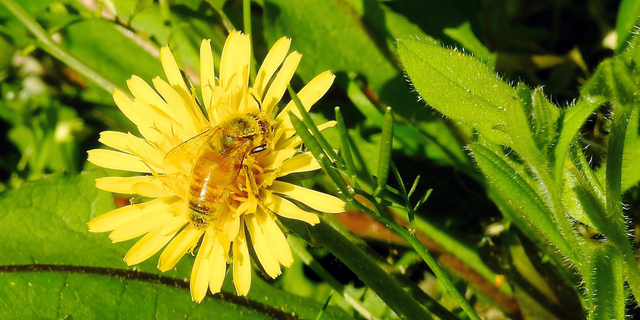 This May 2, 2019, photo shows a pollen-laden Italian honeybee in a bee lawn near Langley, Wash.