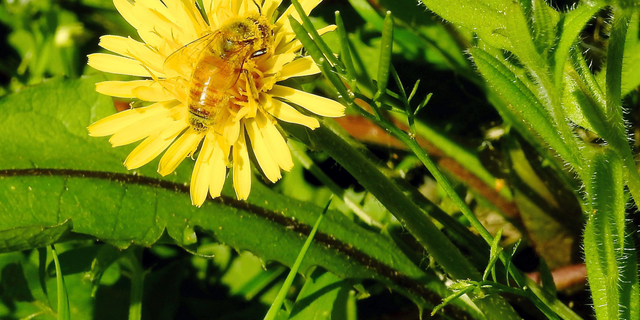 This May 2, 2019, photo shows a pollen-laden Italian honeybee in a bee lawn near Langley, Wash.