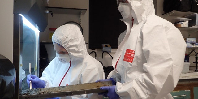 DNA sampling of cores by the Lost Frontiers team at the University of Warwick. (@Lost Frontiers)